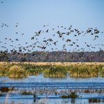 Migrating birds, wetlands - licensed content