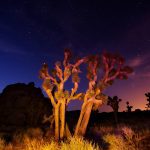 Joshua Trees at night - Licensed Content