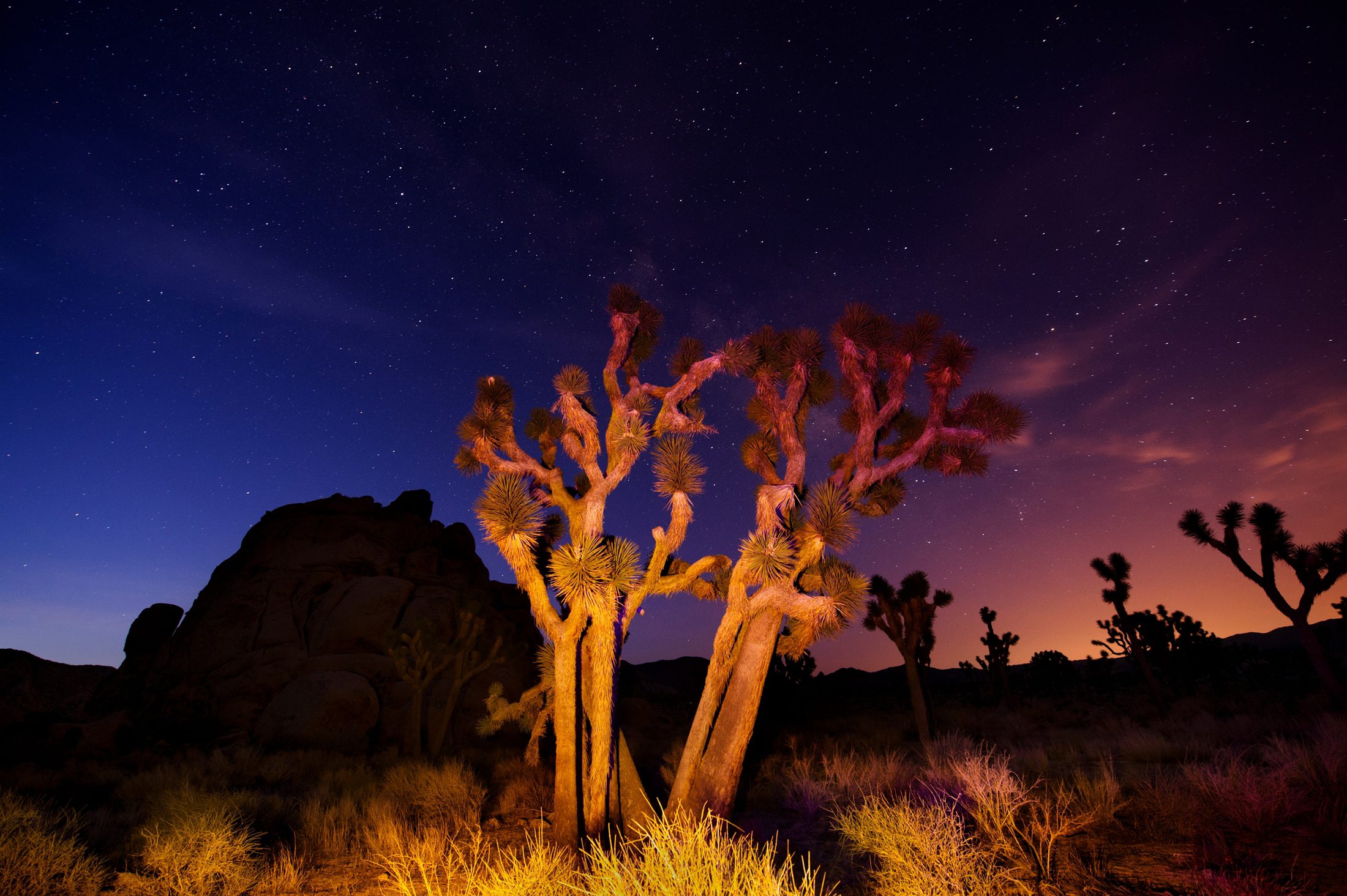 Joshua Trees at night - Licensed Content