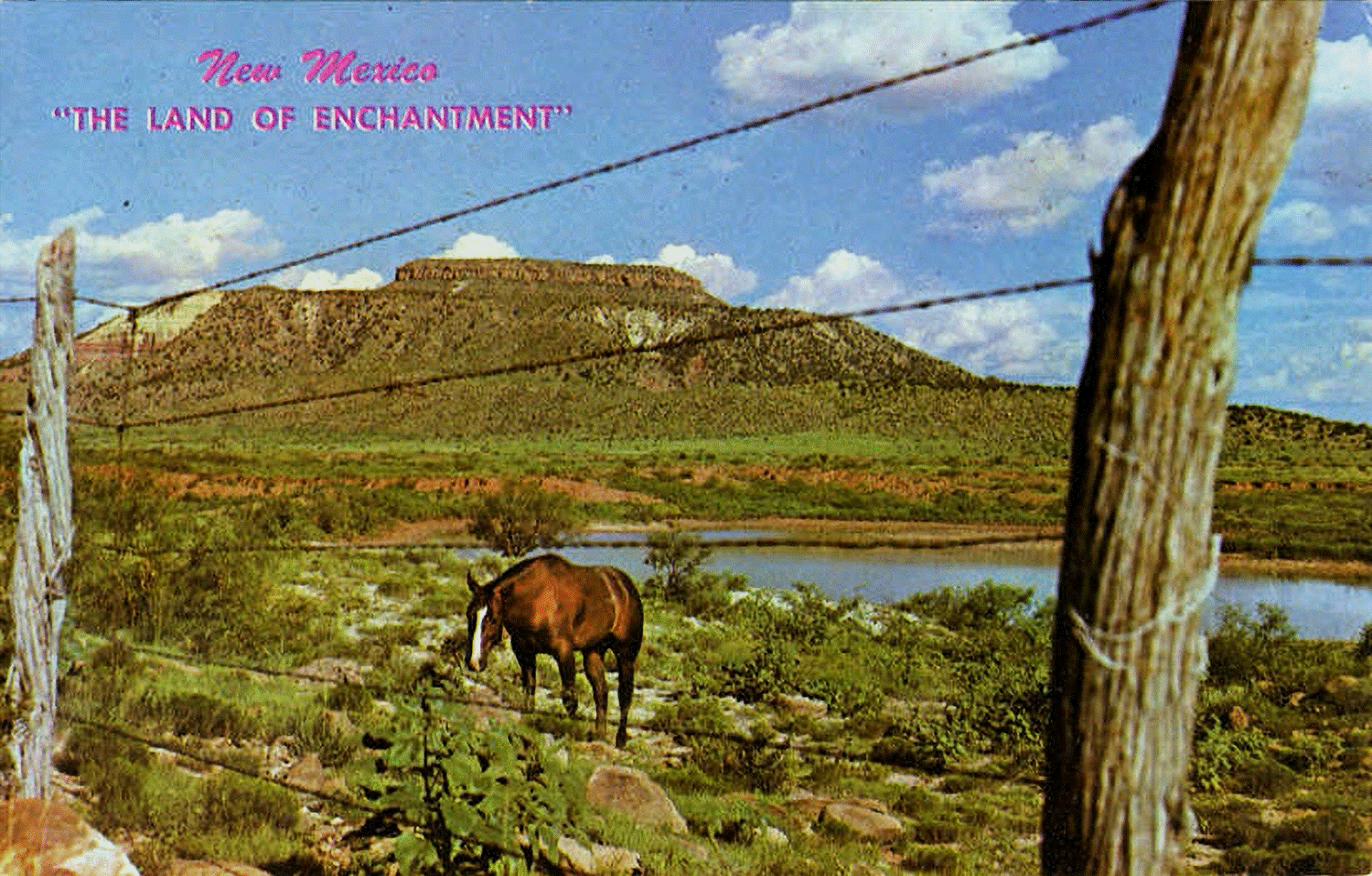 Nostalgic postcard of New Mexico with horse and water