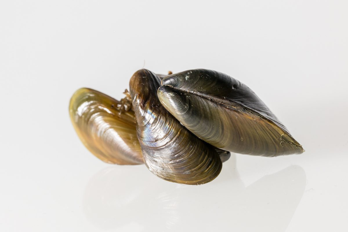 Golden mussels via California DWR