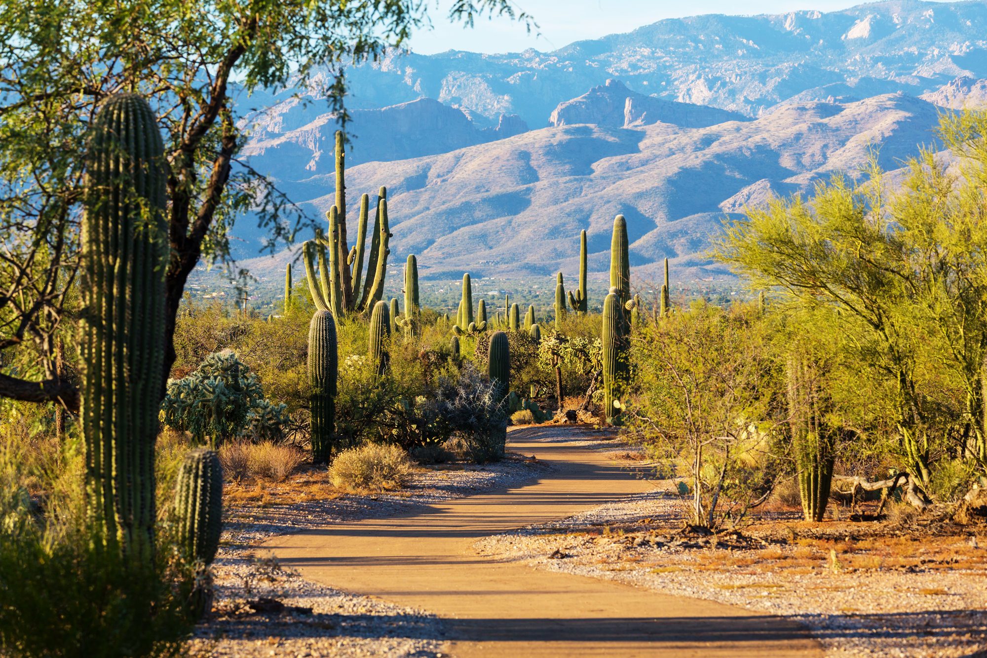 The Saguaro National Park near Tucson (licensed conent)