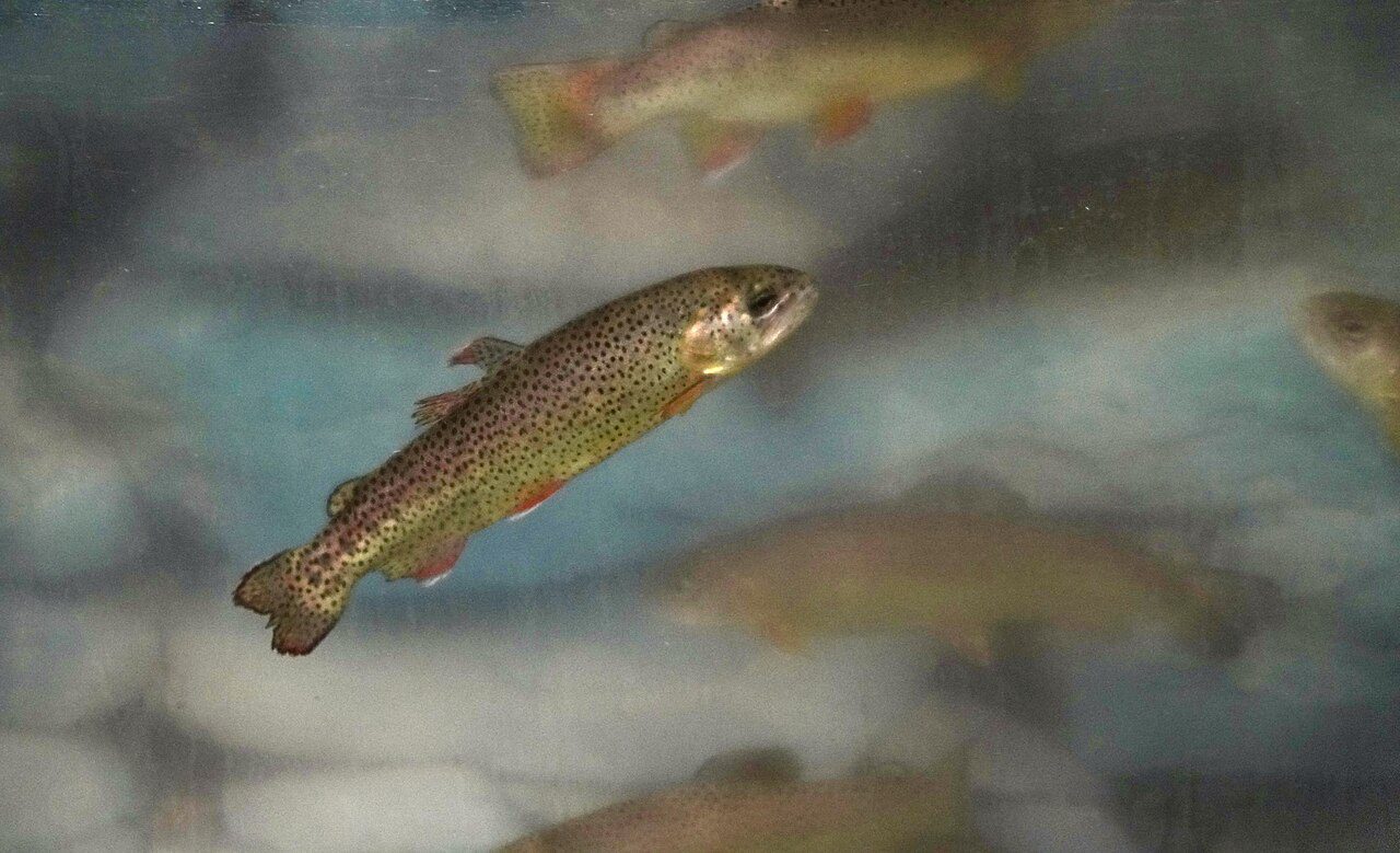 Apache Trout of Arizona's White Mountains, delisted from Endangered Species