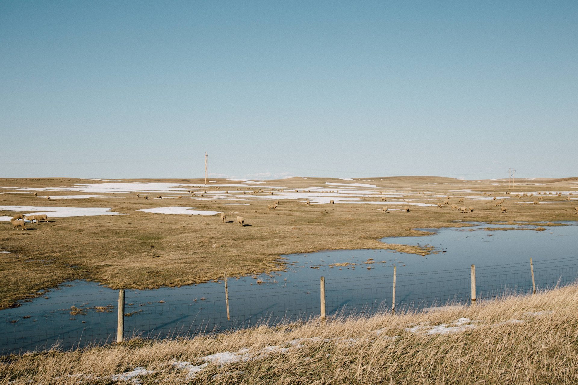 Sheep near wetlands area in Wyoming