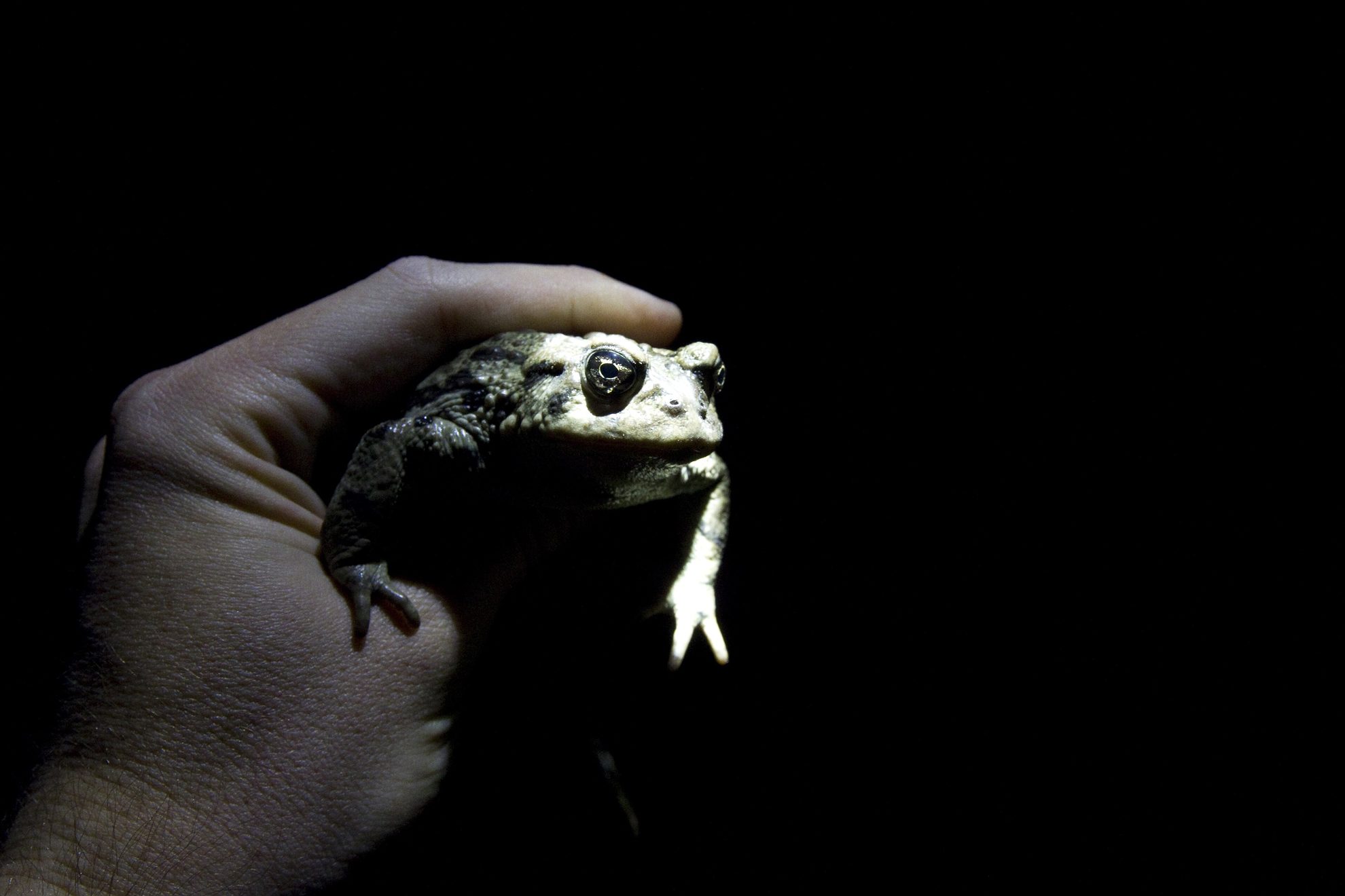 Amagosa toad