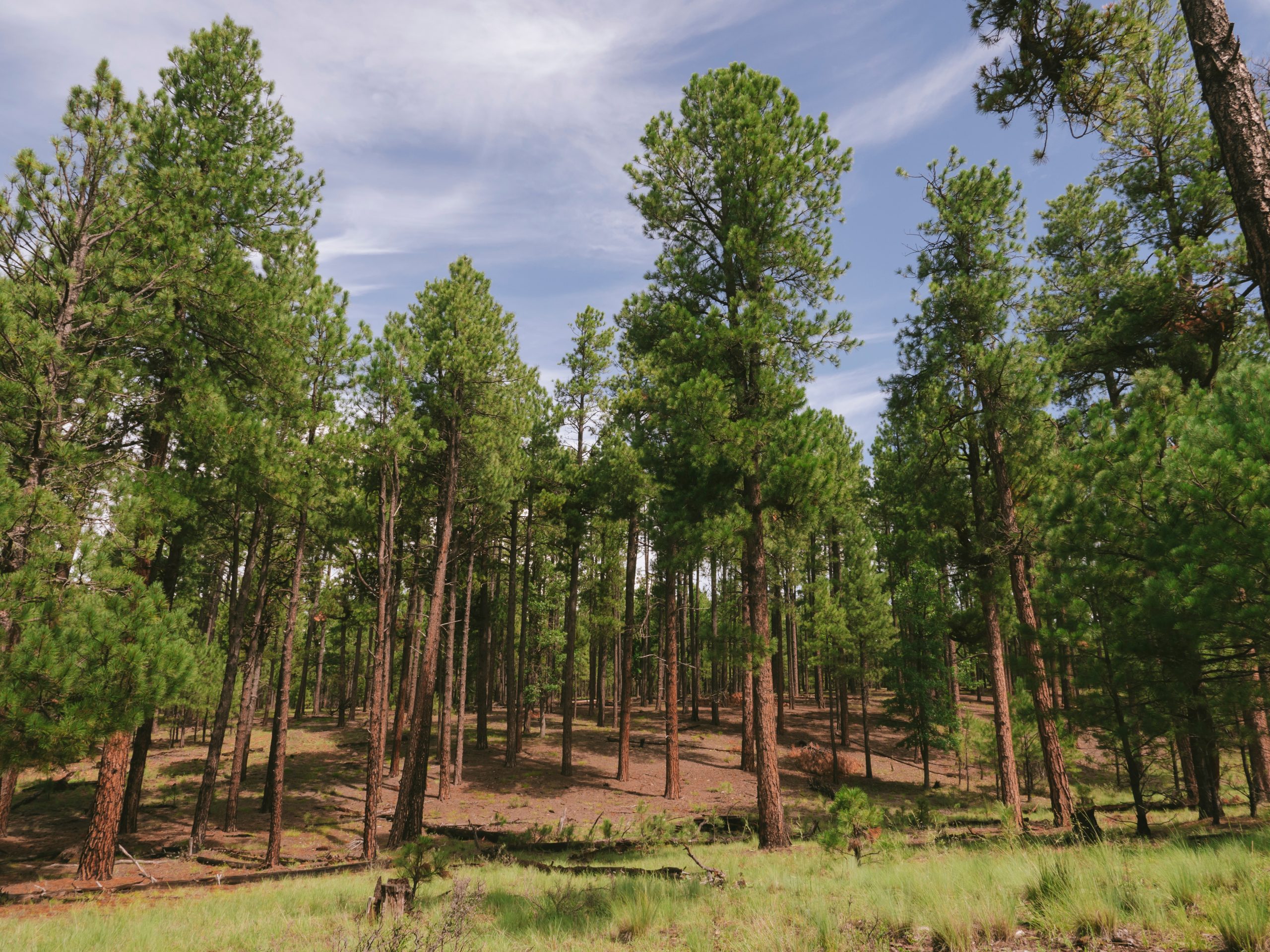 Forest; nature scene