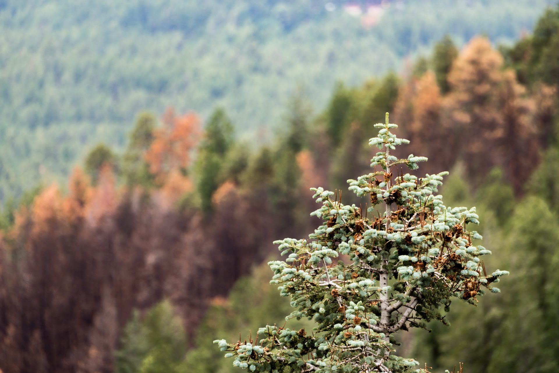 Forest scene with Colorado fir in foreground
