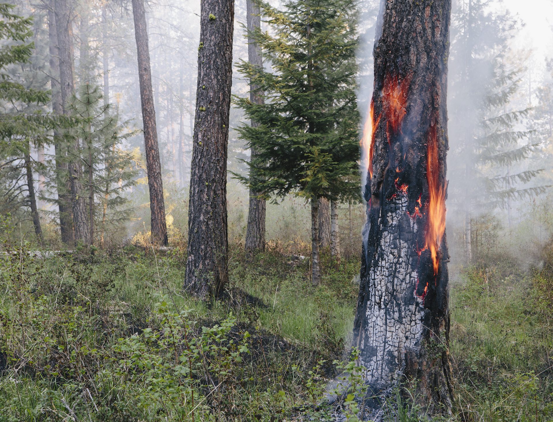 A control burn in preparation for wildfire risk