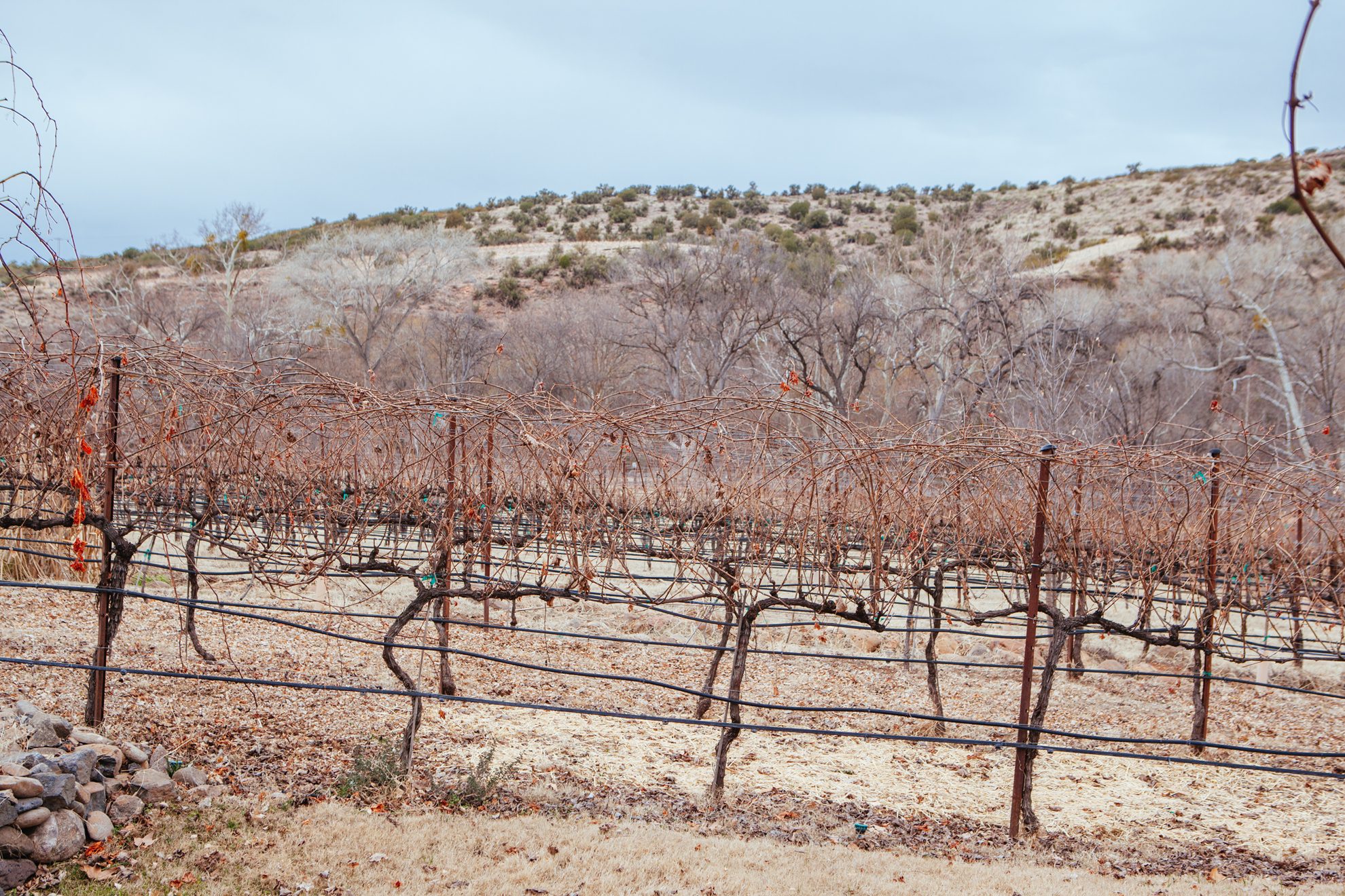 Farm / vineyard in Arizona