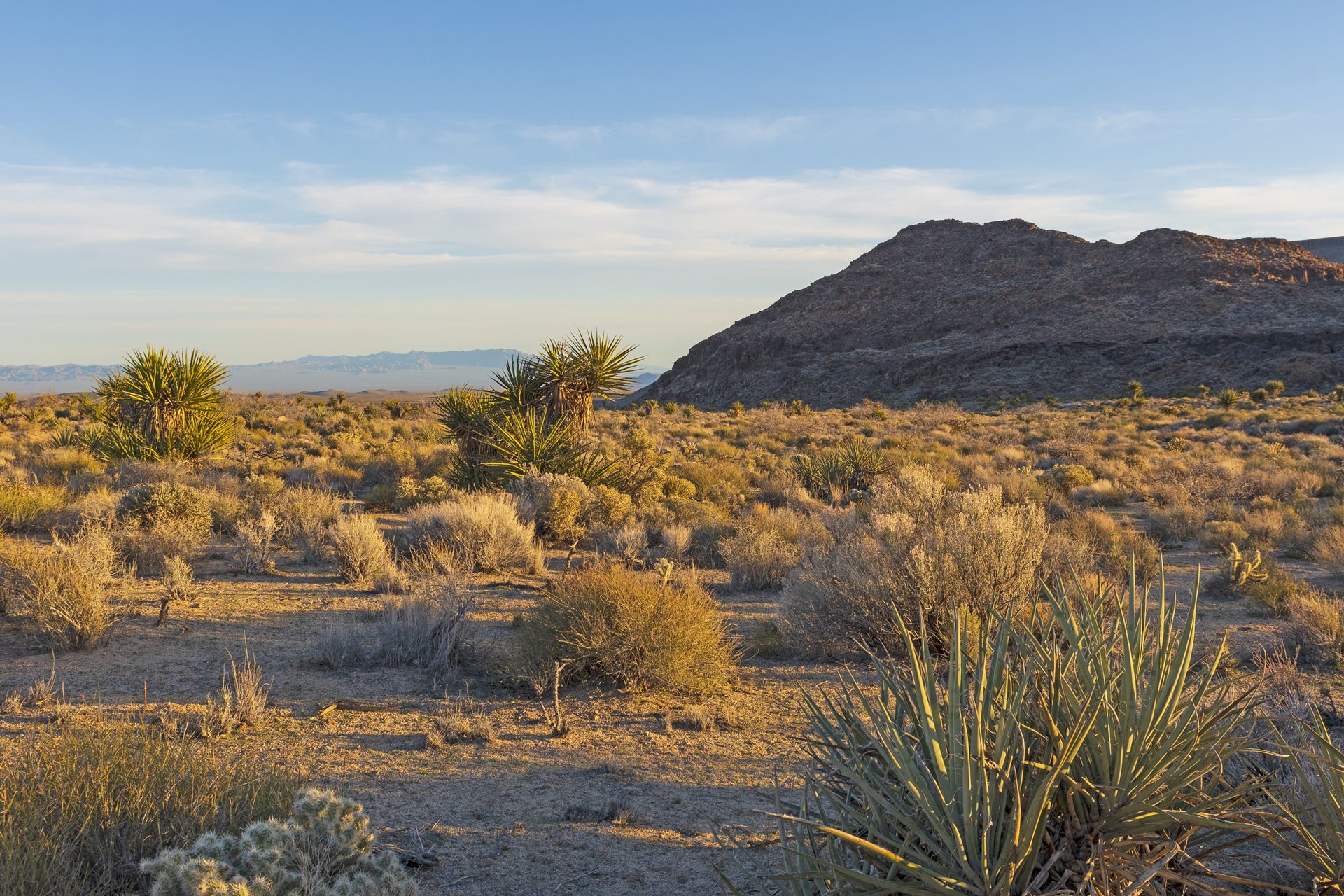 Mohave Desert
